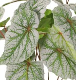 Begonia rex (leaf begonia) 6x branched with 21 flocked leaves, H 34 cm, Ø 30 cm