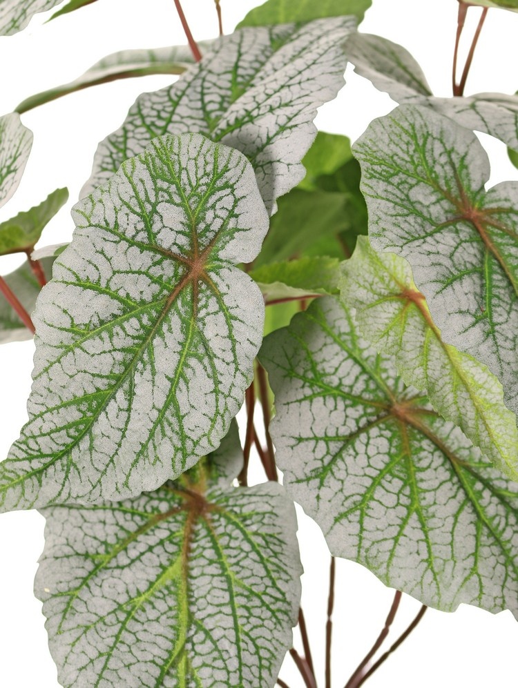 Begonia rex (leaf begonia) 6x branched with 21 flocked leaves, H 34 cm, Ø 30 cm