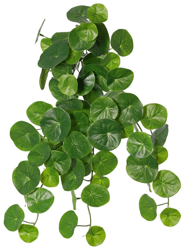 Stephania erecta (Potato plant) with 7 offshoots, 78 polyester leaves, 50 cm