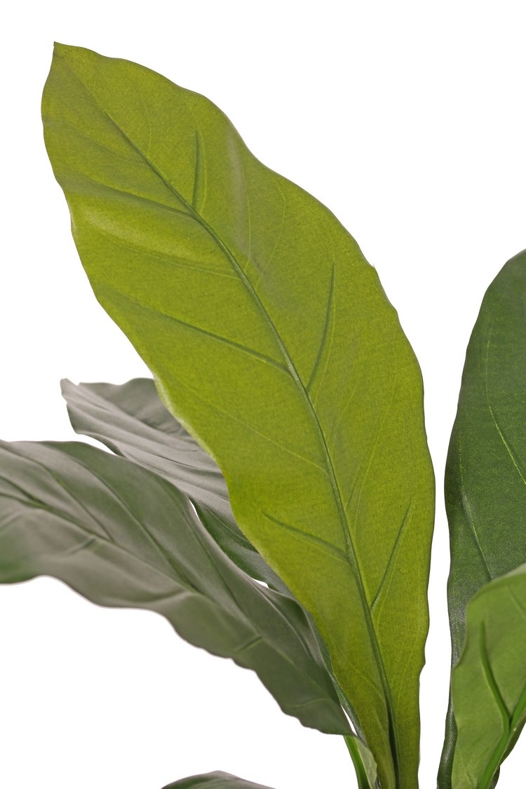 Anthurium 'Jungle King', 8 hojas, resistente de rayos UV, h. 55 cm