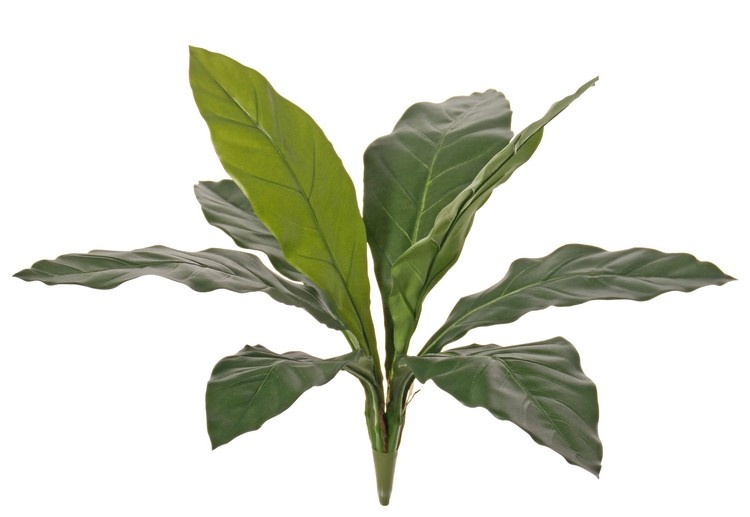 Anthurium 'Jungle King', 8 leaves, UV safe, h. 55 cm