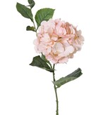 Hortensia "Spring Dream"  1 flor (con 96 petals), 10 hojas , 78cm,  Ø 15cm