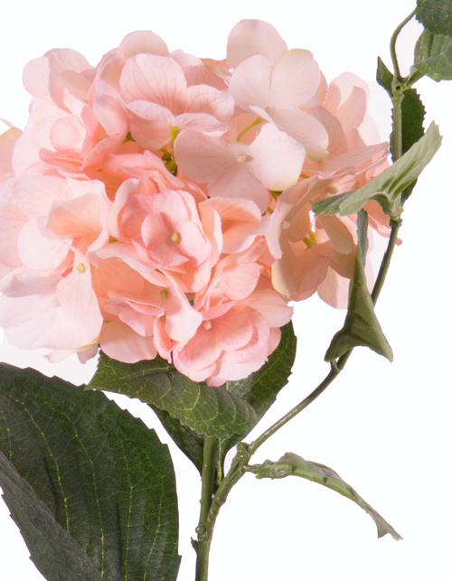 Hortensia "Spring Dream" 1 bloem, 10 bladeren, 78cm, Ø 15cm - ACTIE