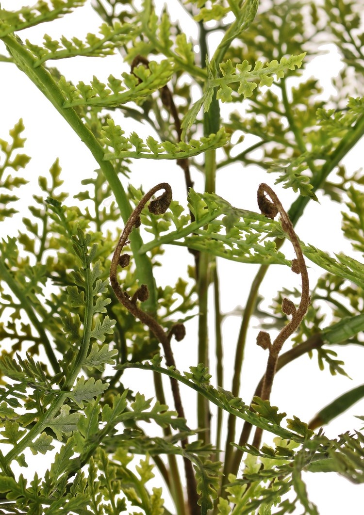 Fern 'Woods' with 14 fern leaves, Ø 30 cm, H. 25 cm