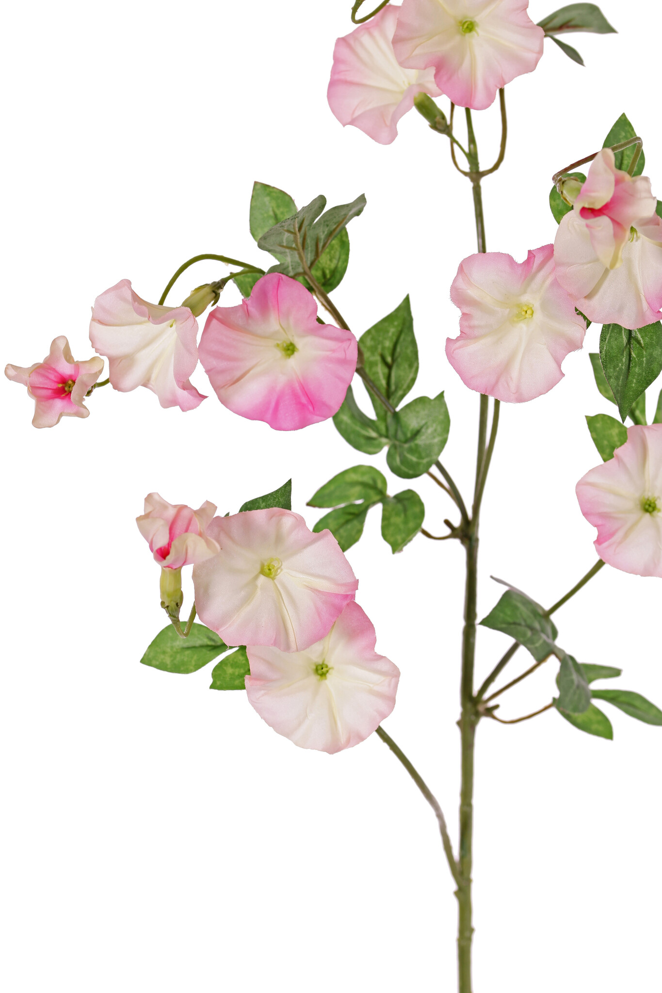 Winde (Convolvulus) x4, 15 bloemen (10 lg /5 sm) & 14 blad, 63 cm