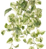 Pothos plant (Epipremnum), 6 runners with 88 leaves, H 30 cm, L 50 cm