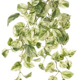 Pothosplant (Epipremnum), 6 uitlopers met 88 bladeren, H 30 cm, L 50 cm