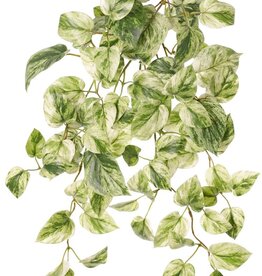 Pothos plant (Epipremnum), 6 runners with 88 leaves, H 30 cm, L 50 cm