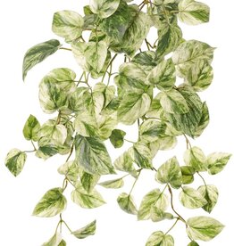 Pothospflanze (Epipremnum), 6 Ausläufer mit 88 Blättern, H 30 cm, L 50 cm