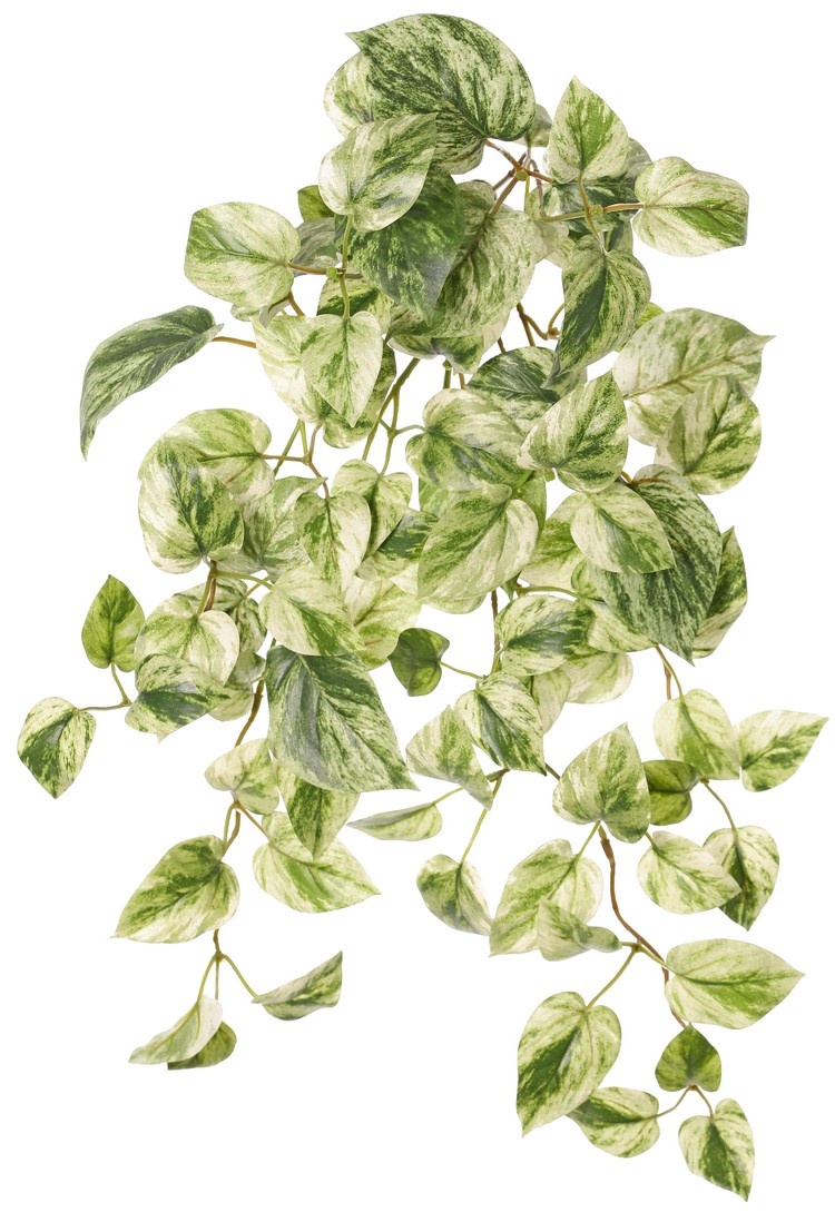 Pothosplant (Epipremnum), 6 uitlopers met 88 bladeren, H 30 cm, L 50 cm