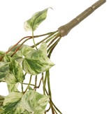 Pothospflanze (Epipremnum), 6 Ausläufer mit 88 Blättern, H 30 cm, L 50 cm