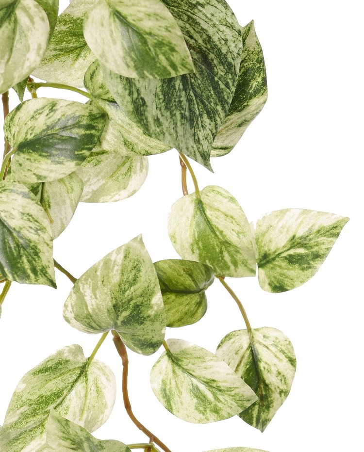 Pothos plant (Epipremnum), 6 runners with 88 leaves, H 30 cm, L 50 cm