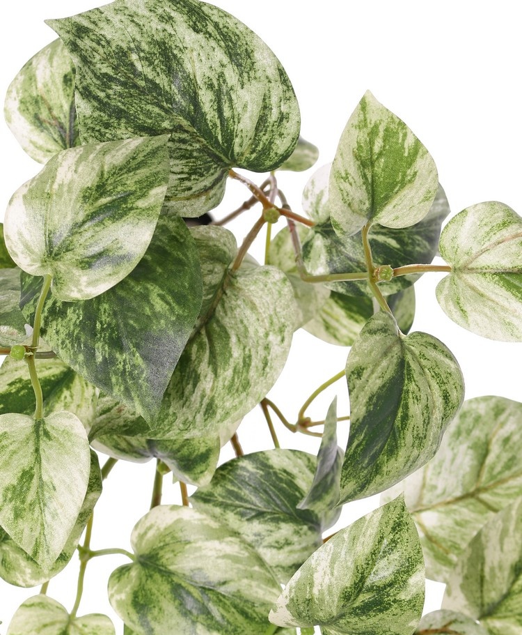 Pothos plant (Epipremnum), 6 runners with 88 leaves, H 30 cm, L 50 cm