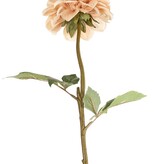 Dahlia, Ø 11 cm, 2 Blattsets, 58 cm