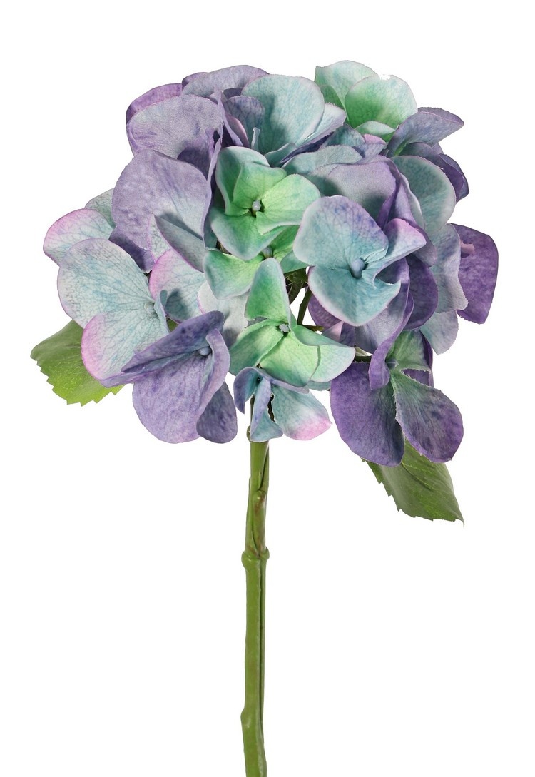 Hortensia (Hydrangea) "Sensitive"  Ø 13 cm, 24 pétalos, 2 hojas, 33 cm