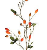 Hondsrozenbotteltak (Rosa canina) 17 fruits, 12 blad, 78 cm