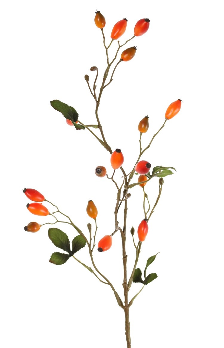 Hondsrozenbotteltak (Rosa canina) 17 fruits, 12 blad, 78 cm