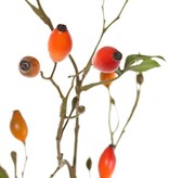 Hundsrose, Heckenrose (Rosa canina) mit 17 Früchten (6 S/ 11 L) & 12 Blättern (12 Stück) (1 Stück Beutel) 78 cm