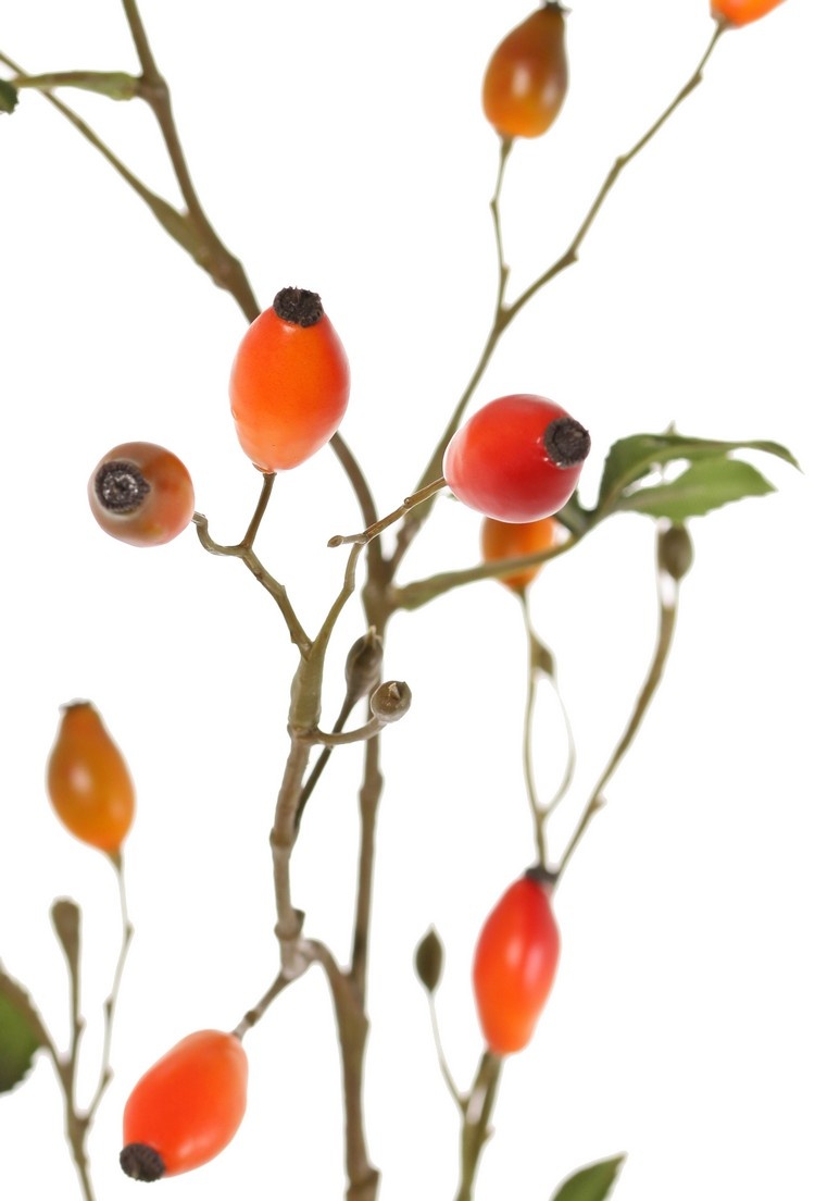 Hondsrozenbotteltak (Rosa canina) 17 fruits, 12 blad, 78 cm