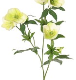 Rama de Helleborus, 3x ramificada con 7 flores, 2 capullos y 8 juegos de hojas, 48 cm