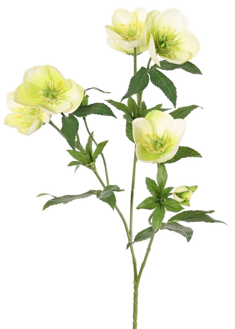 Helleborustak, 3x vertakt met 7 bloemen, 2 knoppen & 8 sets bladeren, 48 cm