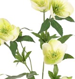 Helleborus, Christrose, 3-fach verzweigt mit 7 Blüten, 2 Knospen und 8 Blattsätzen, 48 cm