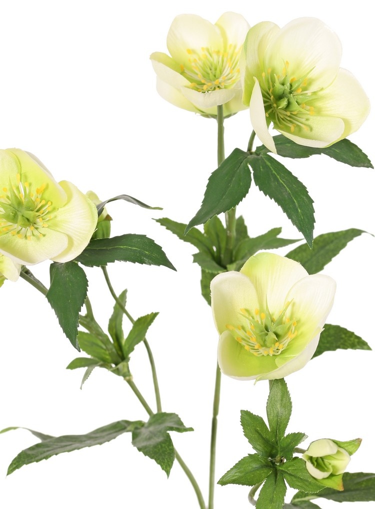 Helleborus, Christrose, 3-fach verzweigt mit 7 Blüten, 2 Knospen und 8 Blattsätzen, 48 cm