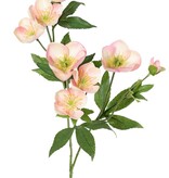 Helleborus spray, 3x branched with 7 flowers, 2 buds & 8 sets of leaves, 48 cm