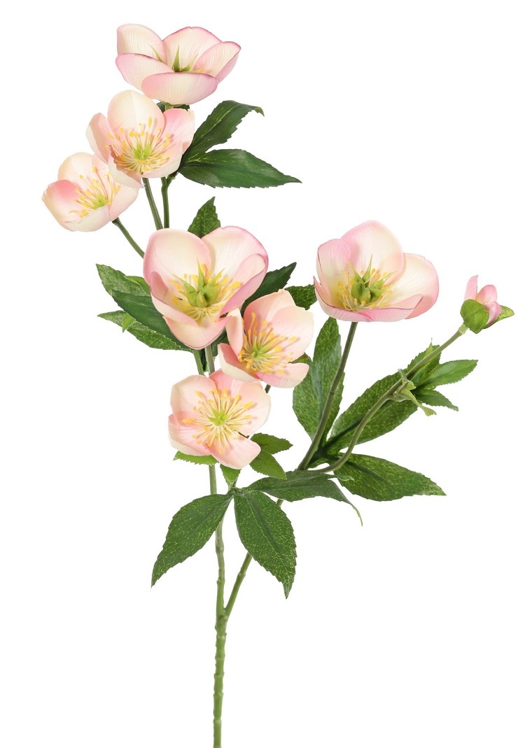 Helleborus spray, 3x branched with 7 flowers, 2 buds & 8 sets of leaves, 48 cm