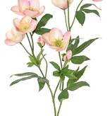 Helleborus spray, 3x branched with 7 flowers, 2 buds & 8 sets of leaves, 48 cm