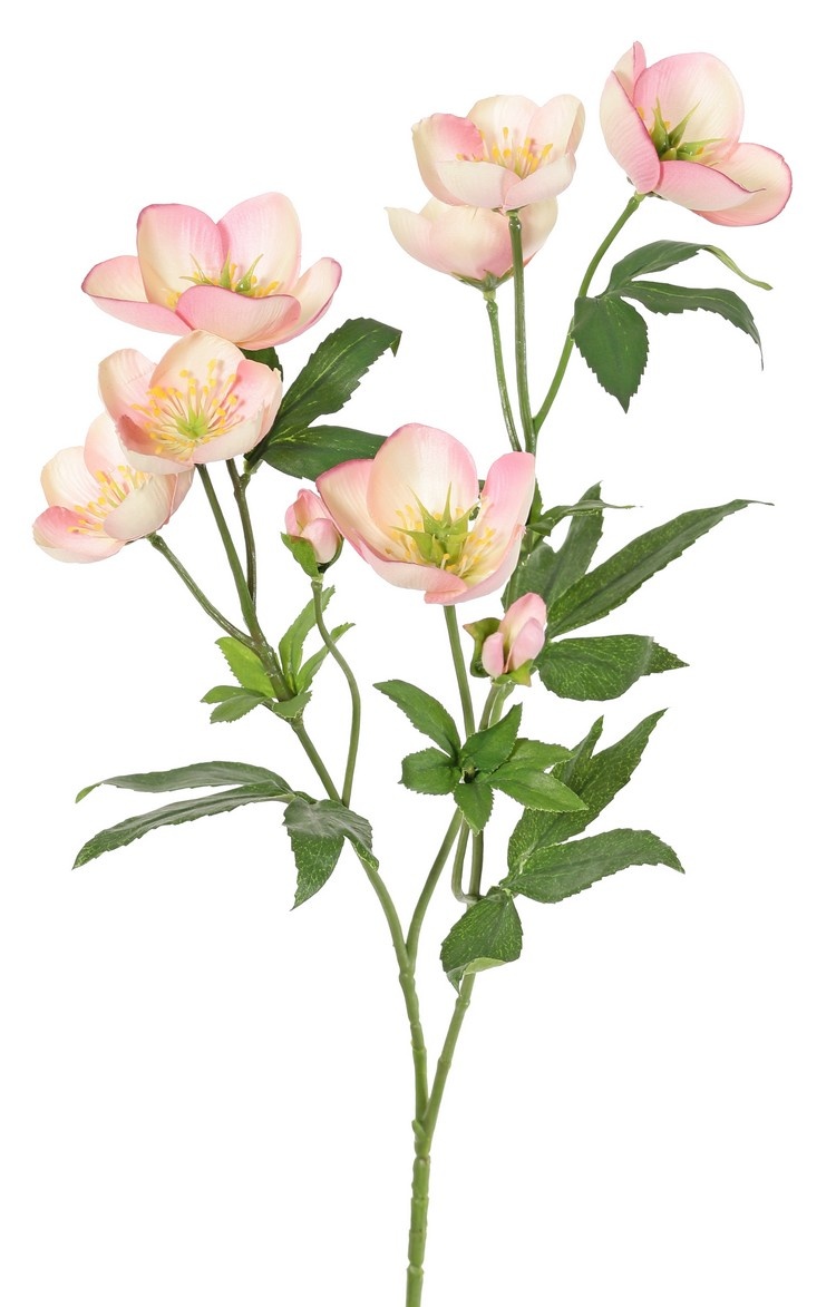 Helleborus spray, 3x branched with 7 flowers, 2 buds & 8 sets of leaves, 48 cm