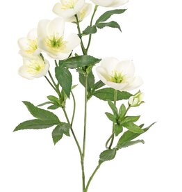 Helleborus, Christrose, 3-fach verzweigt mit 7 Blüten, 2 Knospen und 8 Blattsätzen, 48 cm