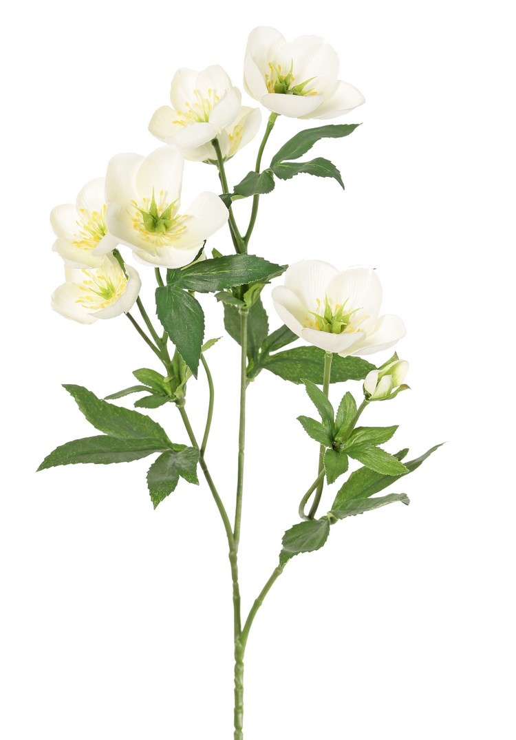 Rama de Helleborus, 3x ramificada con 7 flores, 2 capullos y 8 juegos de hojas, 48 cm