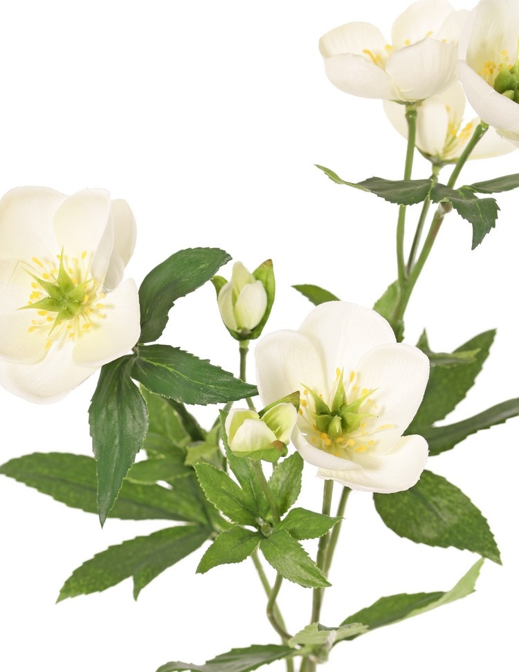 Helleborus, Christrose, 3-fach verzweigt mit 7 Blüten, 2 Knospen und 8 Blattsätzen, 48 cm