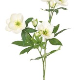 Helleborus spray, 3x branched with 7 flowers, 2 buds & 8 sets of leaves, 48 cm