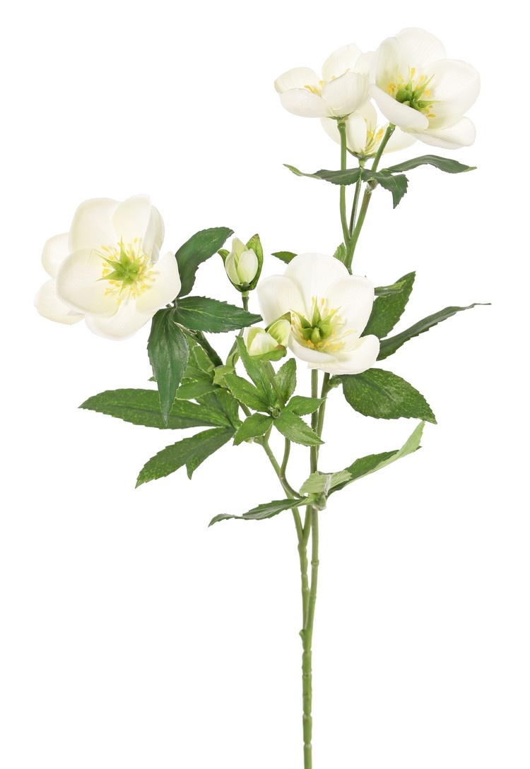 Helleborus spray, 3x branched with 7 flowers, 2 buds & 8 sets of leaves, 48 cm