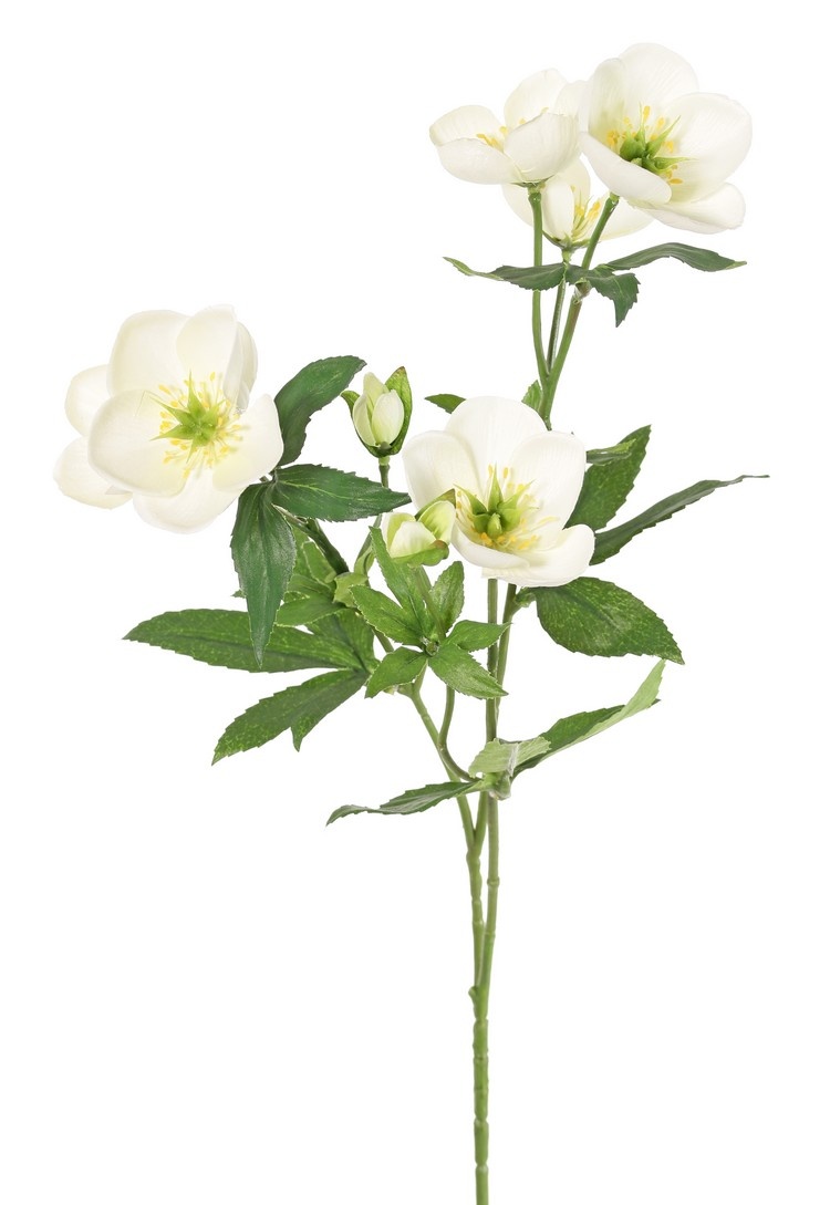 Rama de Helleborus, 3x ramificada con 7 flores, 2 capullos y 8 juegos de hojas, 48 cm