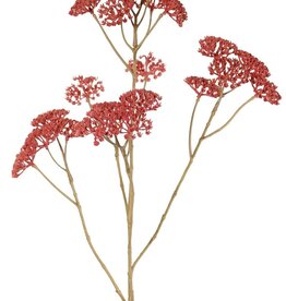 Achillea - Schafgarbe, 5x verzweigt, 21 Blütenstände (Ø 4 cm), 71 cm