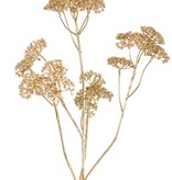 Achillea - Milenrama, 'Metálica' 5x ramificada, 23 inflorescencias (Ø 4 cm) 71 cm