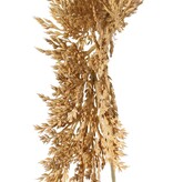 Sorghum, Sorghumhirsen 46 cm, Gesamtlänge 96 cm