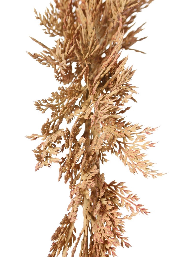 Sorghum, Sorghumhirsen 46 cm, Gesamtlänge 96 cm