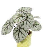 Begonia Rex (King Begonia, Rex Begonia) 7 branches, 9 lvs., (special coating), Ø 25cm