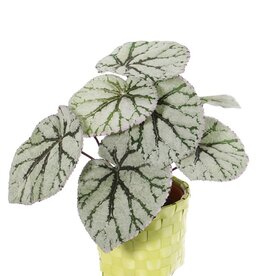 Begonia Rex (Königsbegonie) mit 7 Verzweigungen, 9 Blättern, (spezielle Beschichtung), Ø 25cm