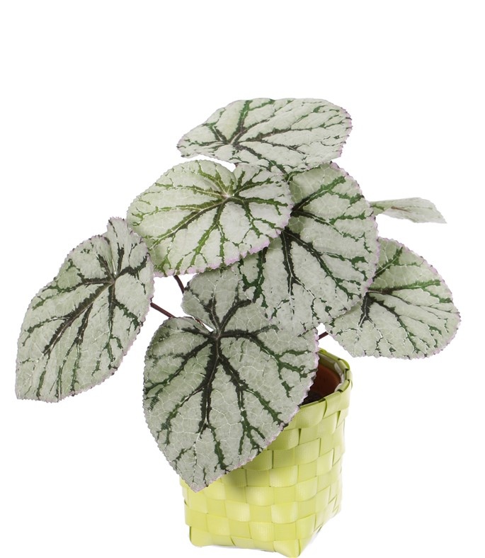 Begonia Rex (Königsbegonie) mit 7 Verzweigungen, 9 Blättern, (spezielle Beschichtung), Ø 25cm