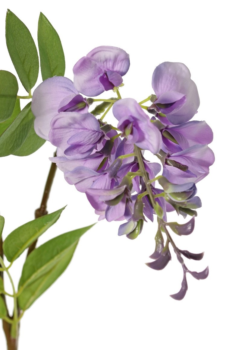 Wisteria sinensis "de luxe", 2 flores (30cm/15cm), 29 hojas, 105cm