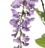 Wisteria "de luxe", blauweregen, met 2 bloemen (30cm/15cm) en 29 blaadjes, 105cm