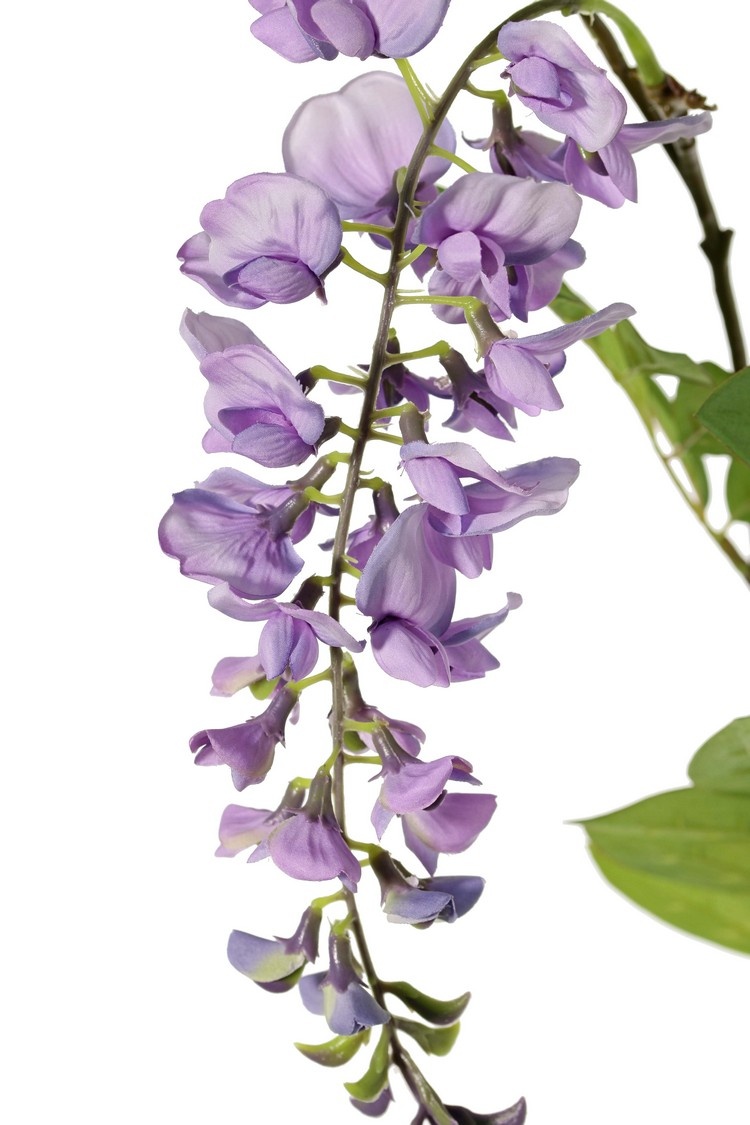 Wisteria "de luxe",  Blauregen, 2 Blumen, (30cm/15cm), 29 Blätter, 105cm lang