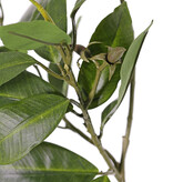 Mangrove Branch with 36 leaves and berries, fire retardant, 58 cm