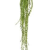 Senecio herreianus (pea plant) hanging plant, with 1132 peas, L. 100 cm
