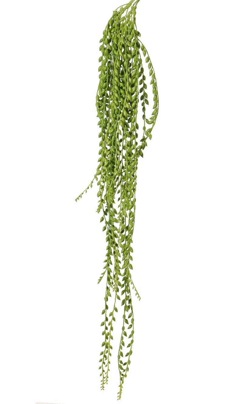 Senecio herreianus (erwtenplant) hangplant, met 1132 erwten, L 100 cm